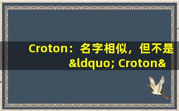 Croton：名字相似，但不是“ Croton”